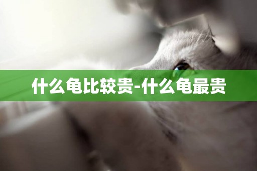 什么龜比較貴-什么龜最貴