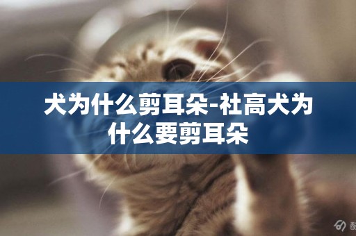犬為什么剪耳朵-社高犬為什么要剪耳朵
