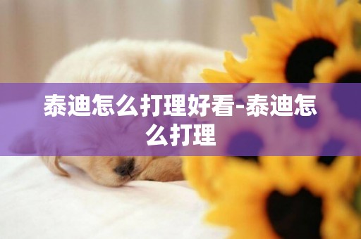 泰迪怎么打理好看-泰迪怎么打理