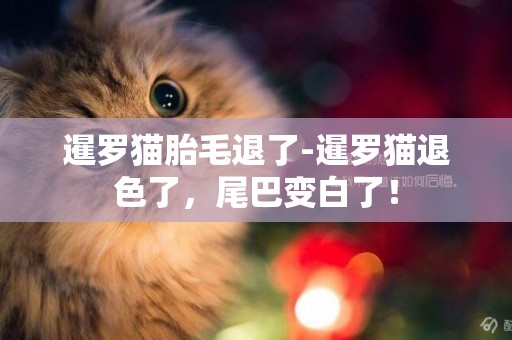 暹羅貓胎毛退了-暹羅貓退色了，尾巴變白了！