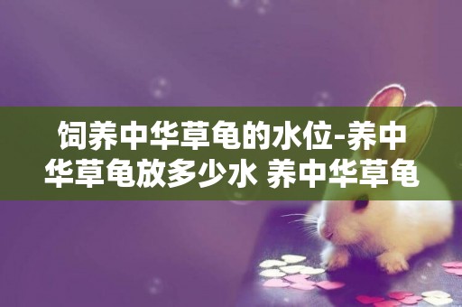 飼養中華草龜的水位-養中華草龜放多少水 養中華草龜對水質的要求