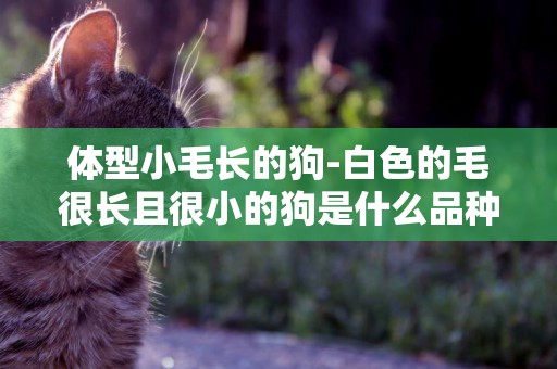 體型小毛長的狗-白色的毛很長且很小的狗是什么品種