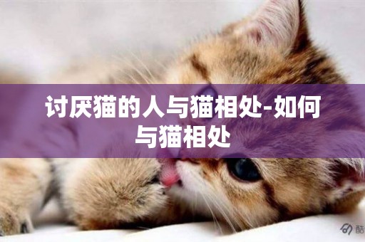 討厭貓的人與貓相處-如何與貓相處