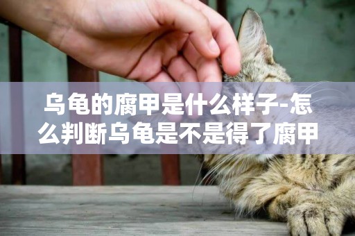 烏龜的腐甲是什么樣子-怎么判斷烏龜是不是得了腐甲