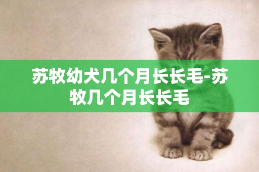 蘇牧幼犬幾個月長長毛-蘇牧幾個月長長毛