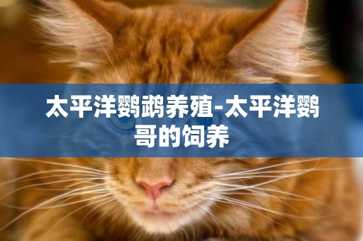 太平洋鸚鵡養殖-太平洋鸚哥的飼養