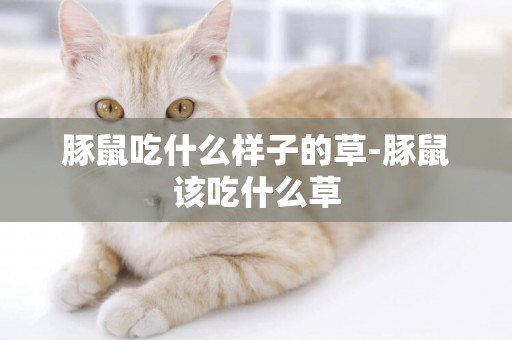 豚鼠吃什么樣子的草-豚鼠該吃什么草