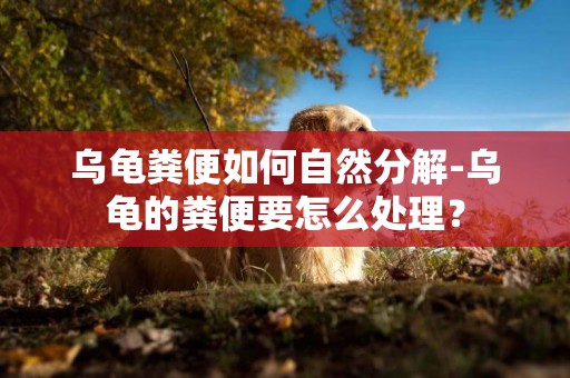 烏龜糞便如何自然分解-烏龜的糞便要怎么處理？