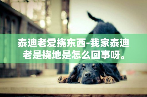 泰迪老愛撓東西-我家泰迪老是撓地是怎么回事呀。