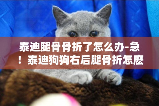 泰迪腿骨骨折了怎么辦-急！泰迪狗狗右后腿骨折怎麼辦！！！