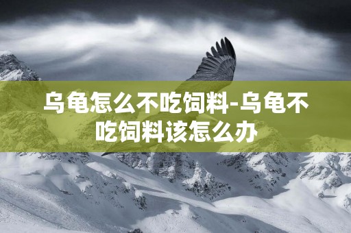 烏龜怎么不吃飼料-烏龜不吃飼料該怎么辦