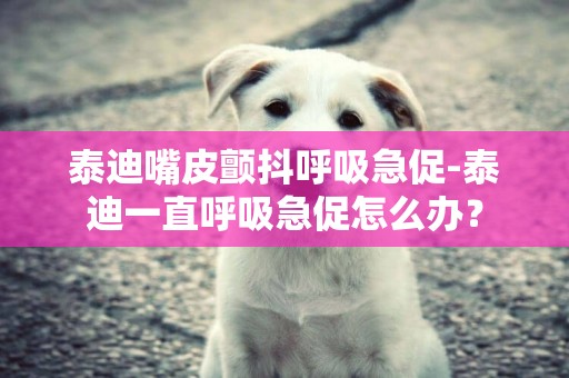 泰迪嘴皮顫抖呼吸急促-泰迪一直呼吸急促怎么辦？