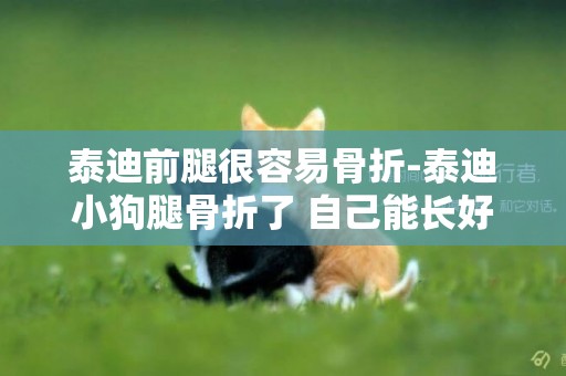 泰迪前腿很容易骨折-泰迪小狗腿骨折了 自己能長好嗎