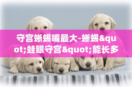 守宮蜥蜴嘴最大-蜥蜴"蛙眼守宮"能長多大?