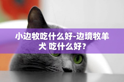 小邊牧吃什么好-邊境牧羊犬 吃什么好？