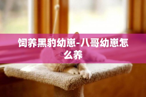 飼養黑豹幼崽-八哥幼崽怎么養