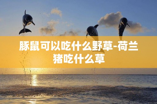 豚鼠可以吃什么野草-荷蘭豬吃什么草