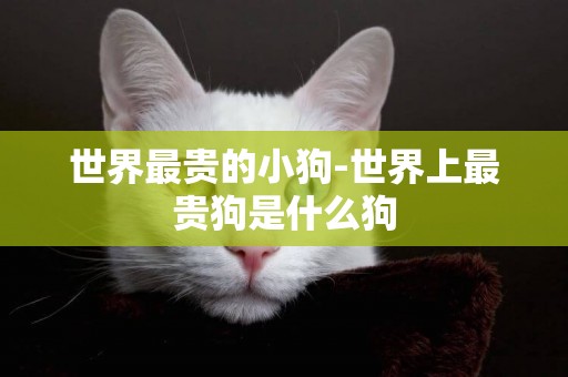 世界最貴的小狗-世界上最貴狗是什么狗