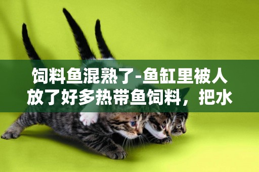 飼料魚混熟了-魚缸里被人放了好多熱帶魚飼料，把水弄得很混，怎么辦啊？