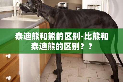 泰迪熊和熊的區別-比熊和泰迪熊的區別？？