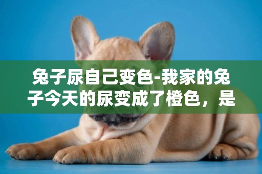 兔子尿自己變色-我家的兔子今天的尿變成了橙色，是很深顏色的橙色，不是血紅，是什么原因呢？還有，它有時