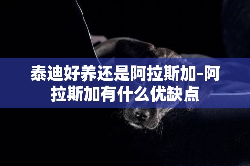 泰迪好養還是阿拉斯加-阿拉斯加有什么優缺點