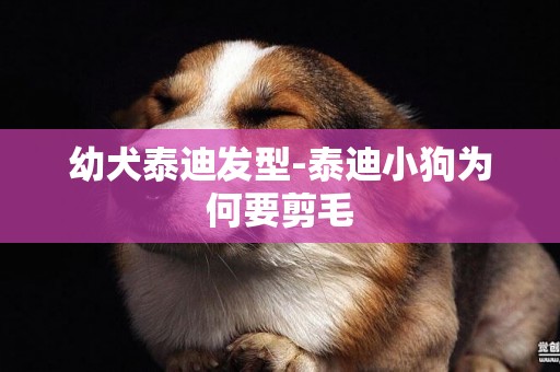 幼犬泰迪發型-泰迪小狗為何要剪毛