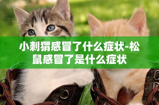 小刺猬感冒了什么癥狀-松鼠感冒了是什么癥狀