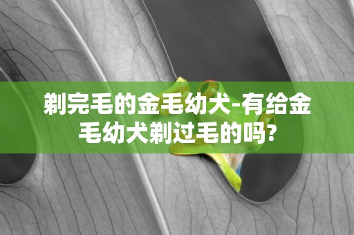剃完毛的金毛幼犬-有給金毛幼犬剃過毛的嗎?