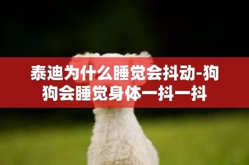 泰迪為什么睡覺會抖動-狗狗會睡覺身體一抖一抖
