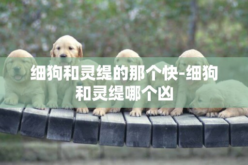 細狗和靈緹的那個快-細狗和靈緹哪個兇