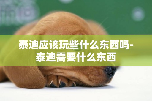 泰迪應該玩些什么東西嗎-泰迪需要什么東西