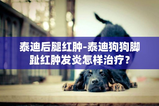 泰迪后腿紅腫-泰迪狗狗腳趾紅腫發炎怎樣治療？