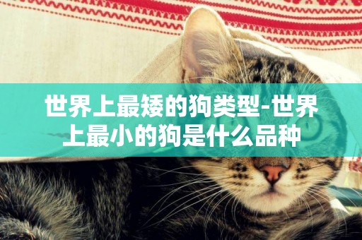世界上最矮的狗類型-世界上最小的狗是什么品種
