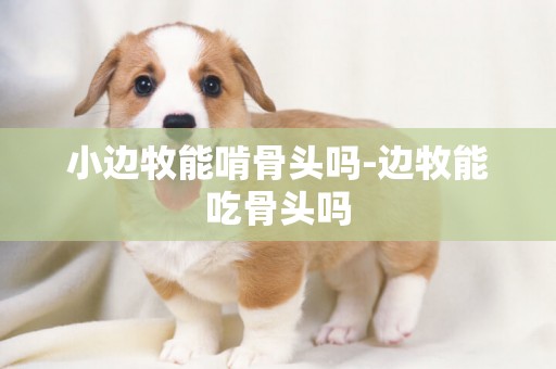 小邊牧能啃骨頭嗎-邊牧能吃骨頭嗎