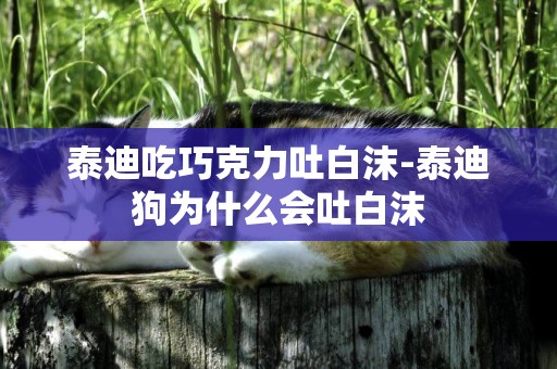 泰迪吃巧克力吐白沫-泰迪狗為什么會吐白沫