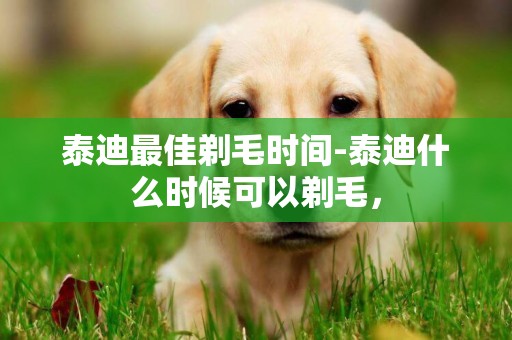泰迪最佳剃毛時間-泰迪什么時候可以剃毛，