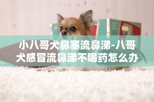 小八哥犬鼻塞流鼻涕-八哥犬感冒流鼻涕不喝藥怎么辦
