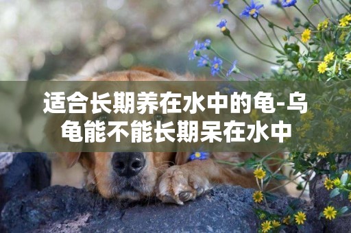 適合長期養在水中的龜-烏龜能不能長期呆在水中
