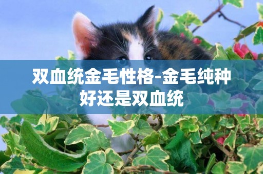 雙血統金毛性格-金毛純種好還是雙血統
