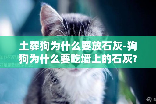 土葬狗為什么要放石灰-狗狗為什么要吃墻上的石灰??
