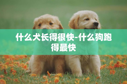 什么犬長得很快-什么狗跑得最快