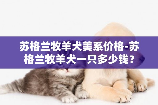 蘇格蘭牧羊犬美系價格-蘇格蘭牧羊犬一只多少錢？