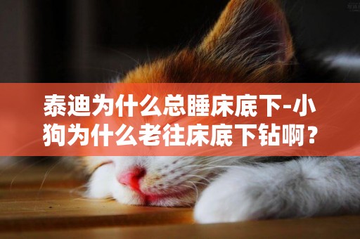泰迪為什么總睡床底下-小狗為什么老往床底下鉆啊？