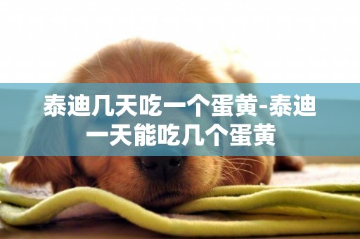 泰迪幾天吃一個蛋黃-泰迪一天能吃幾個蛋黃