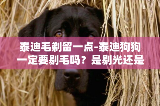 泰迪毛剃留一點-泰迪狗狗一定要剔毛嗎？是剔光還是留一點。嘴上的毛要剔嗎？