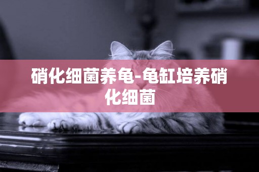 硝化細菌養龜-龜缸培養硝化細菌