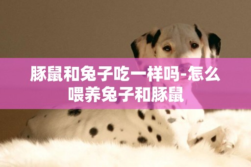 豚鼠和兔子吃一樣嗎-怎么喂養兔子和豚鼠