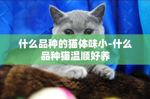什么品種的貓體味小-什么品種貓溫順好養