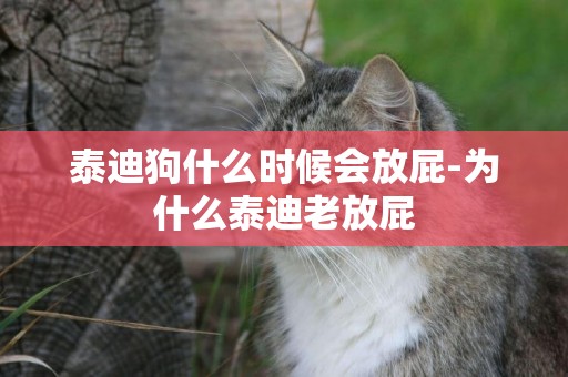 泰迪狗什么時候會放屁-為什么泰迪老放屁